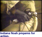 Indiana Noah