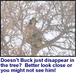 Inconspicuous Buck